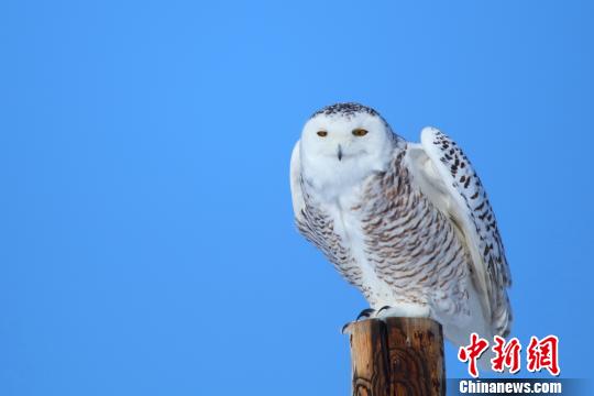 北极野活泼物---雪在新疆哈巴河县境内一电线杆上栖身。　刘是何 摄