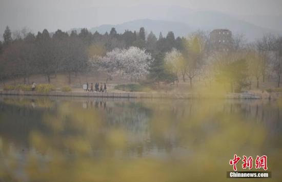 北京市平易近雾霾天赏春花(材料图)。 中新社记者 刘关关 摄