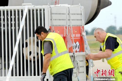 图为两只年夜熊猫正在从乘坐的货运专机上被卸下。彭年夜伟 摄